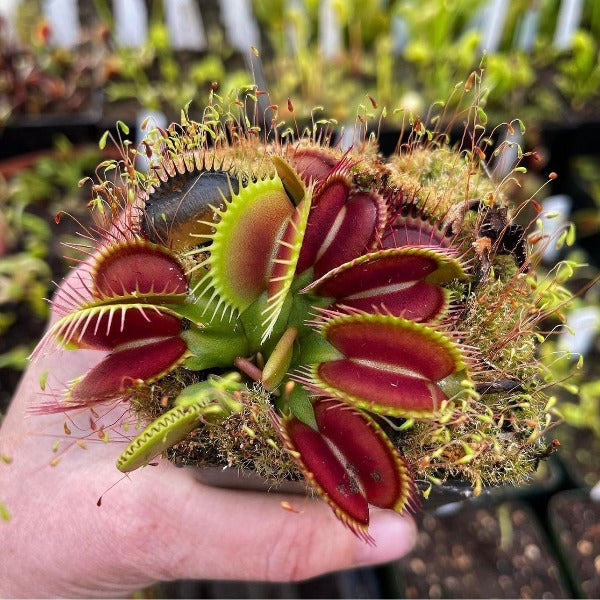 dionaea big teeth red giant