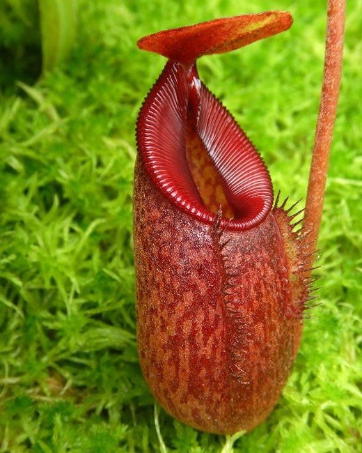 Nepenthes densiflora x aristolochioides Potted