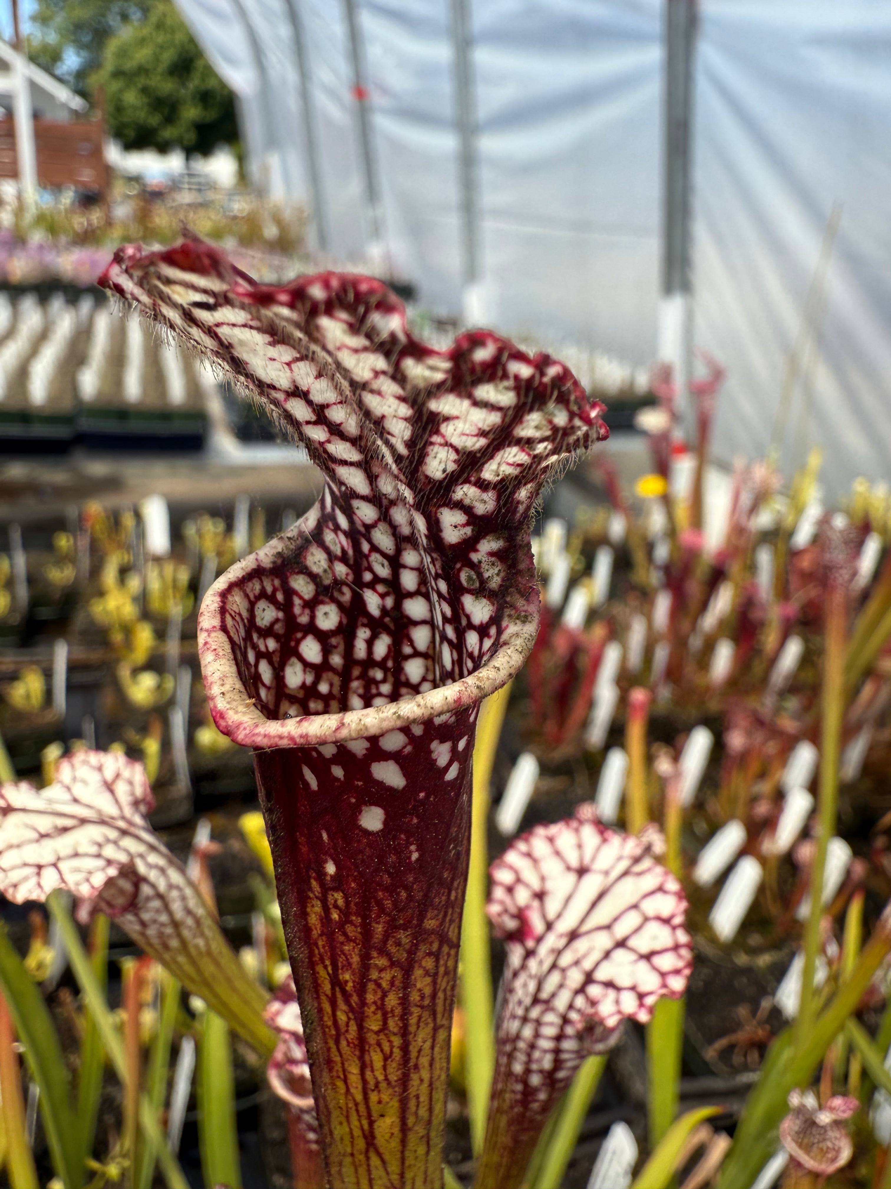 Sarracenia leucophylla 