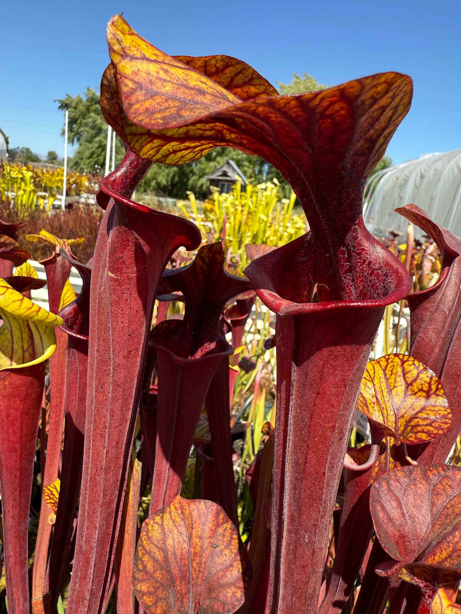 Sarracenia flava v. rubricorpora “Fire Top” Potted