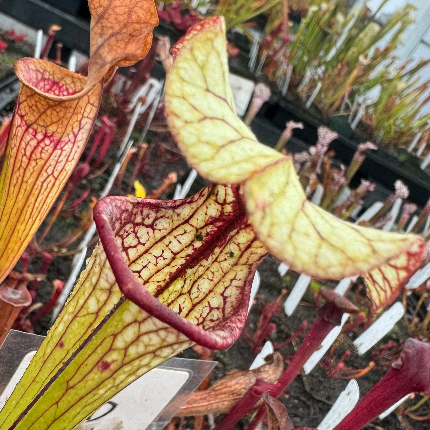 Sarracenia flava var. atropurpurea “Blackwater” x ( x ‘Camisole’ ) Potted