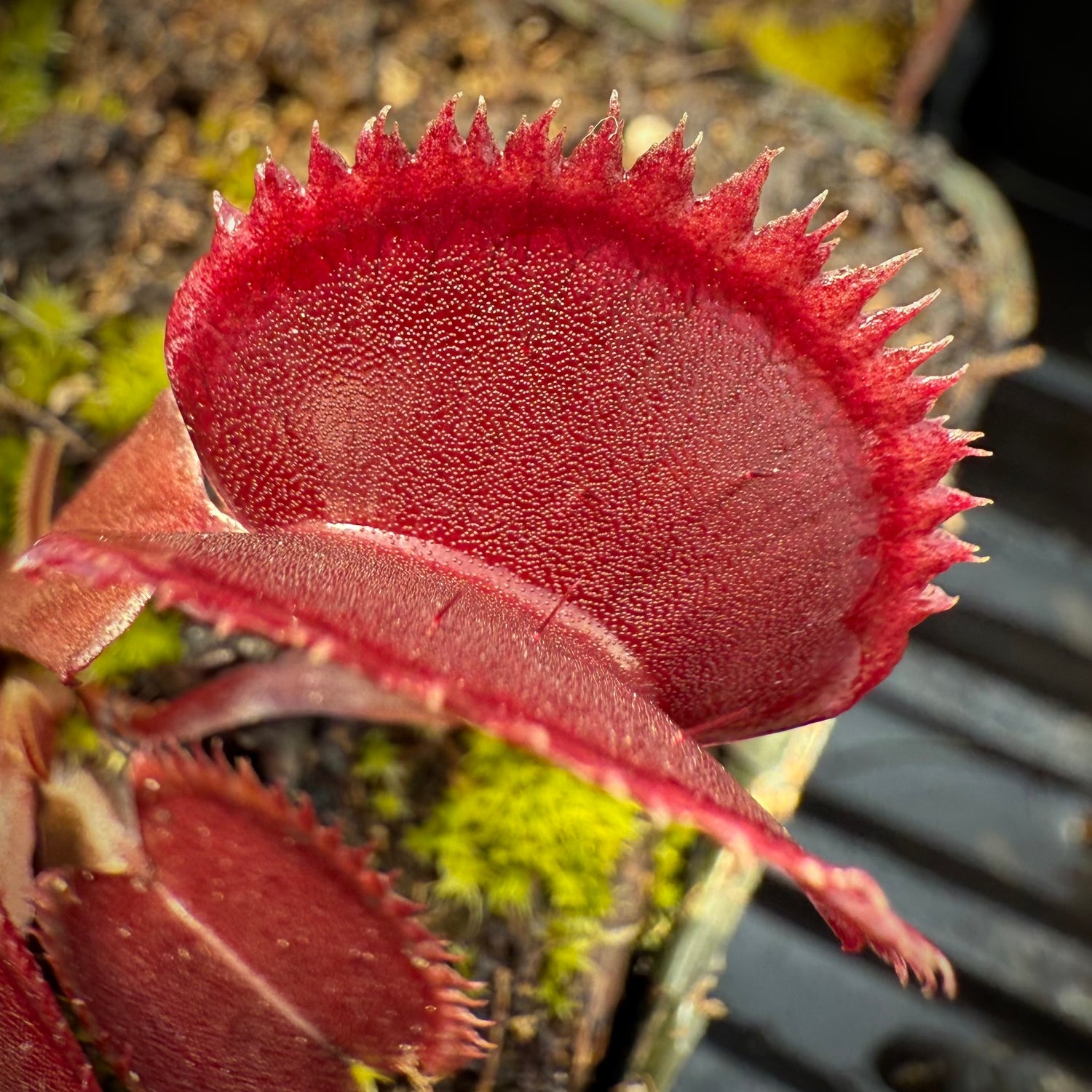 Dionaea m. 'Crimson Sawtooth' JH Potted