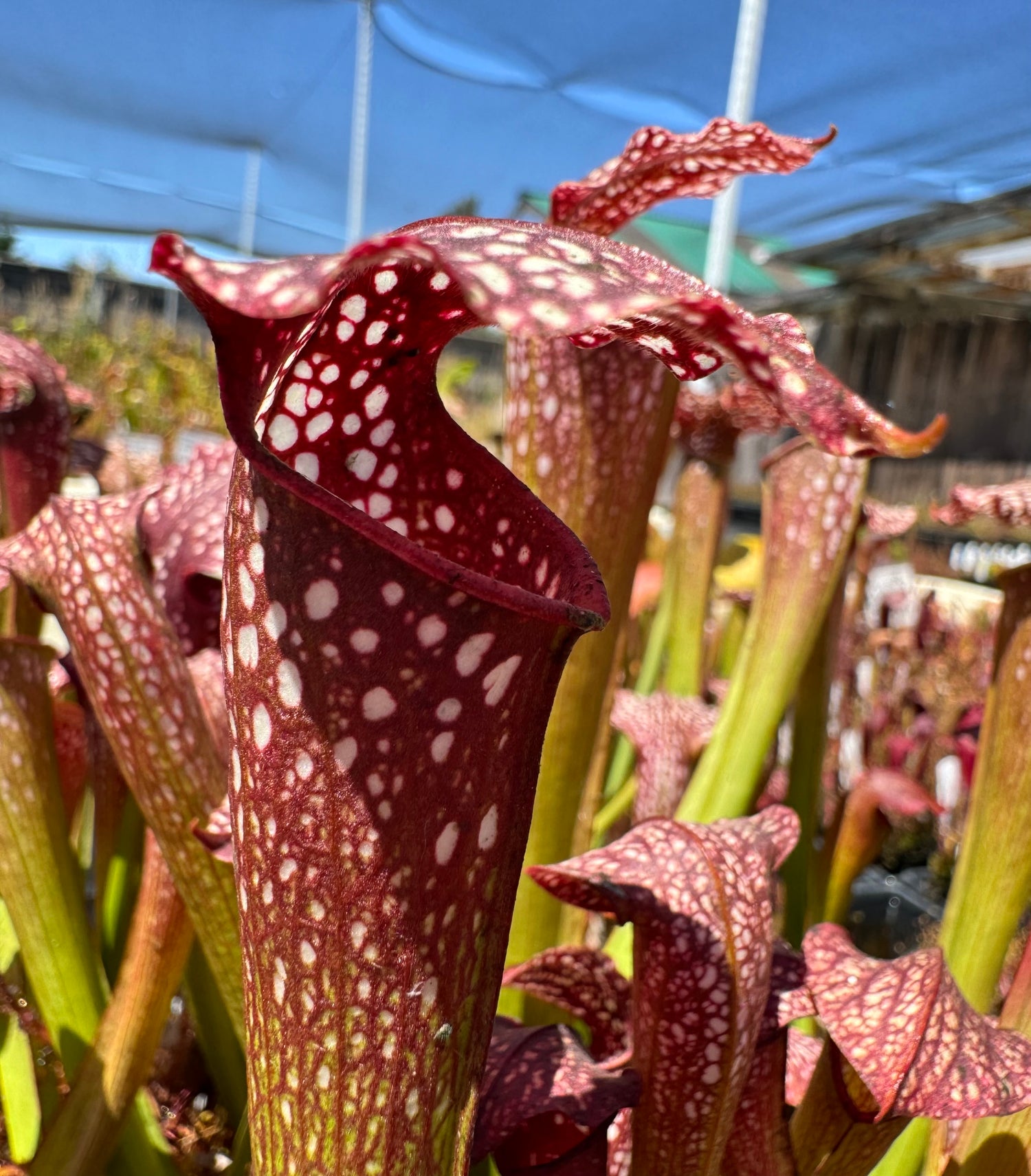 Sarracenia leucophylla “red” x minor ‘Giant’ Potted