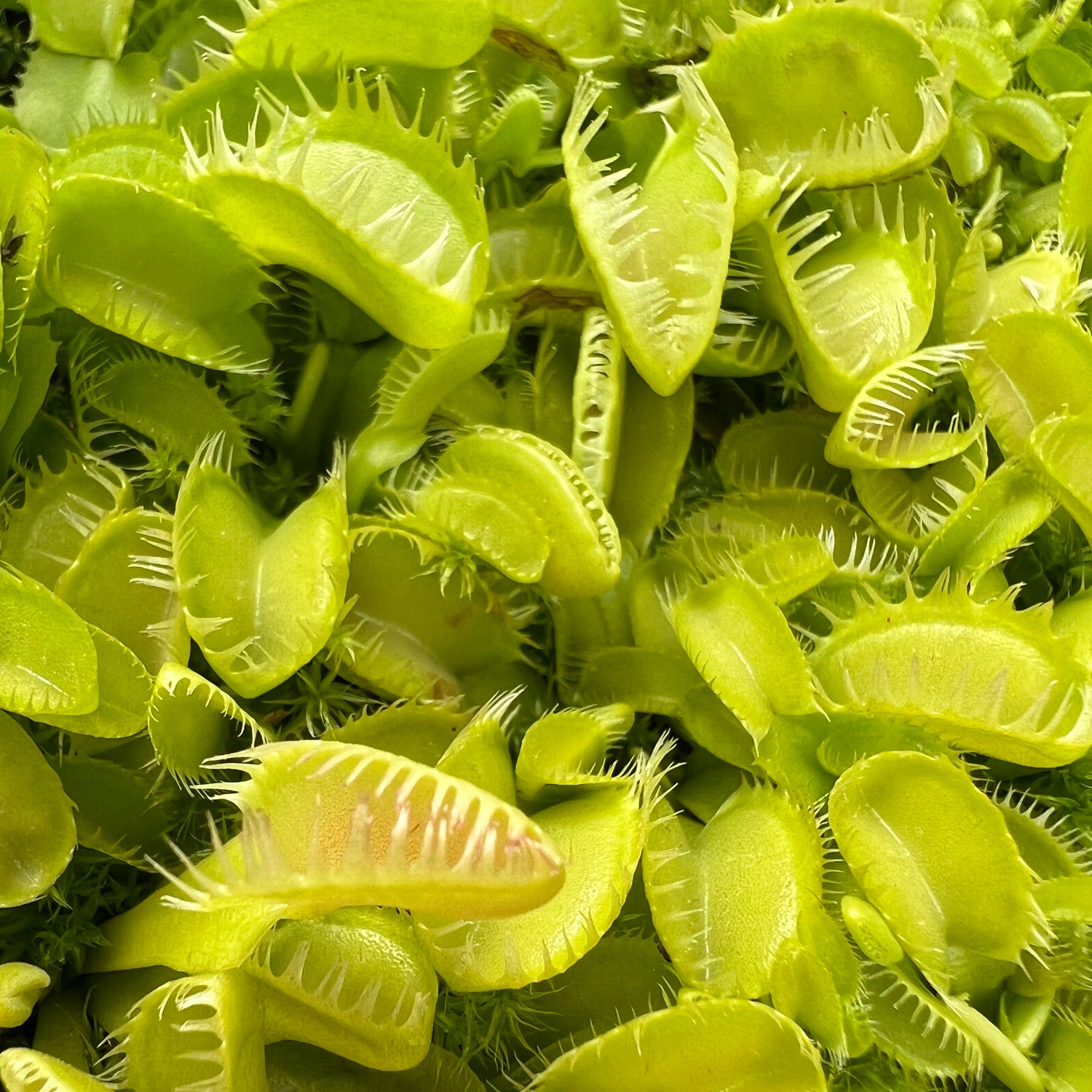 Dionaea m. 'Triton' JH Potted