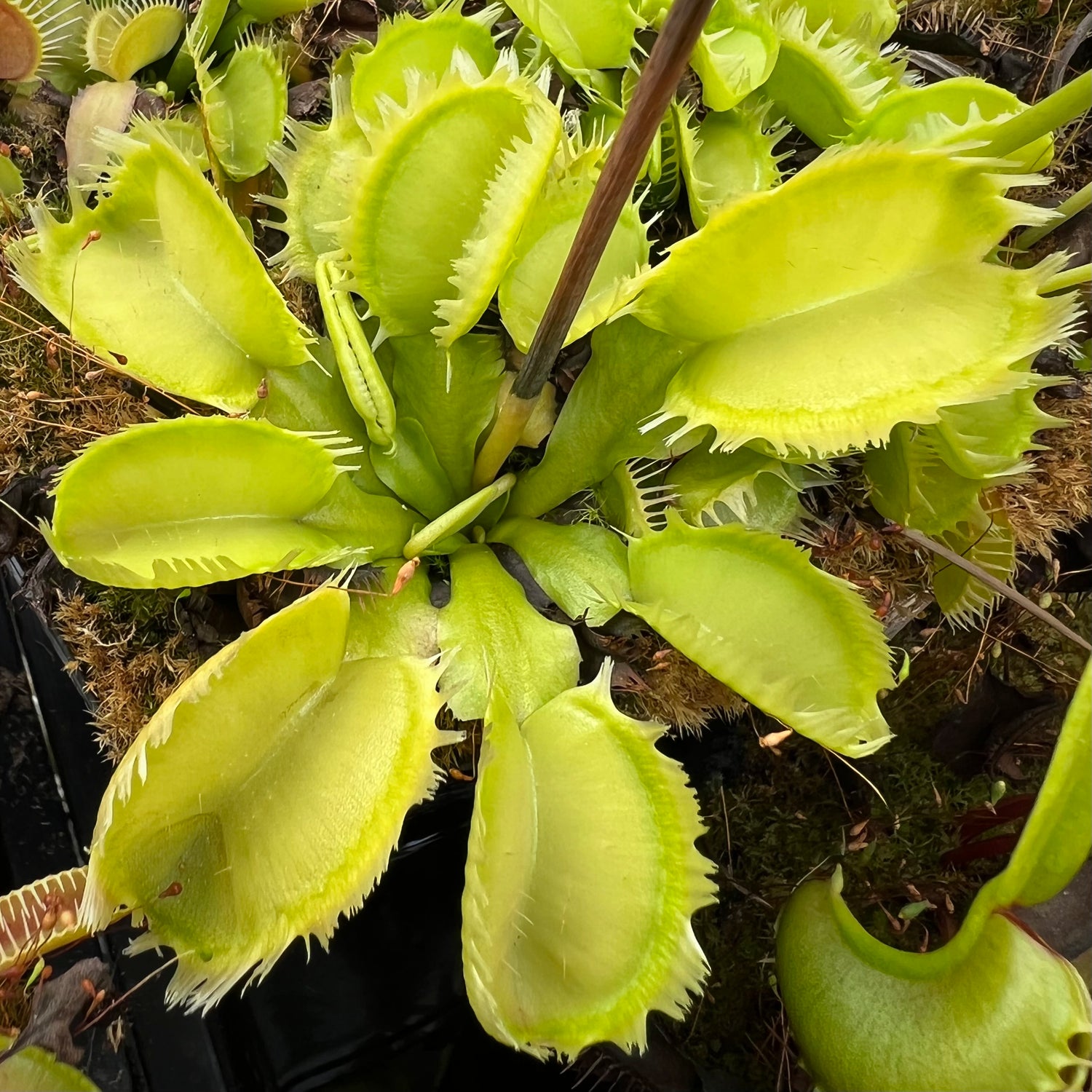 Dionaea m. 'Triton' JH Potted