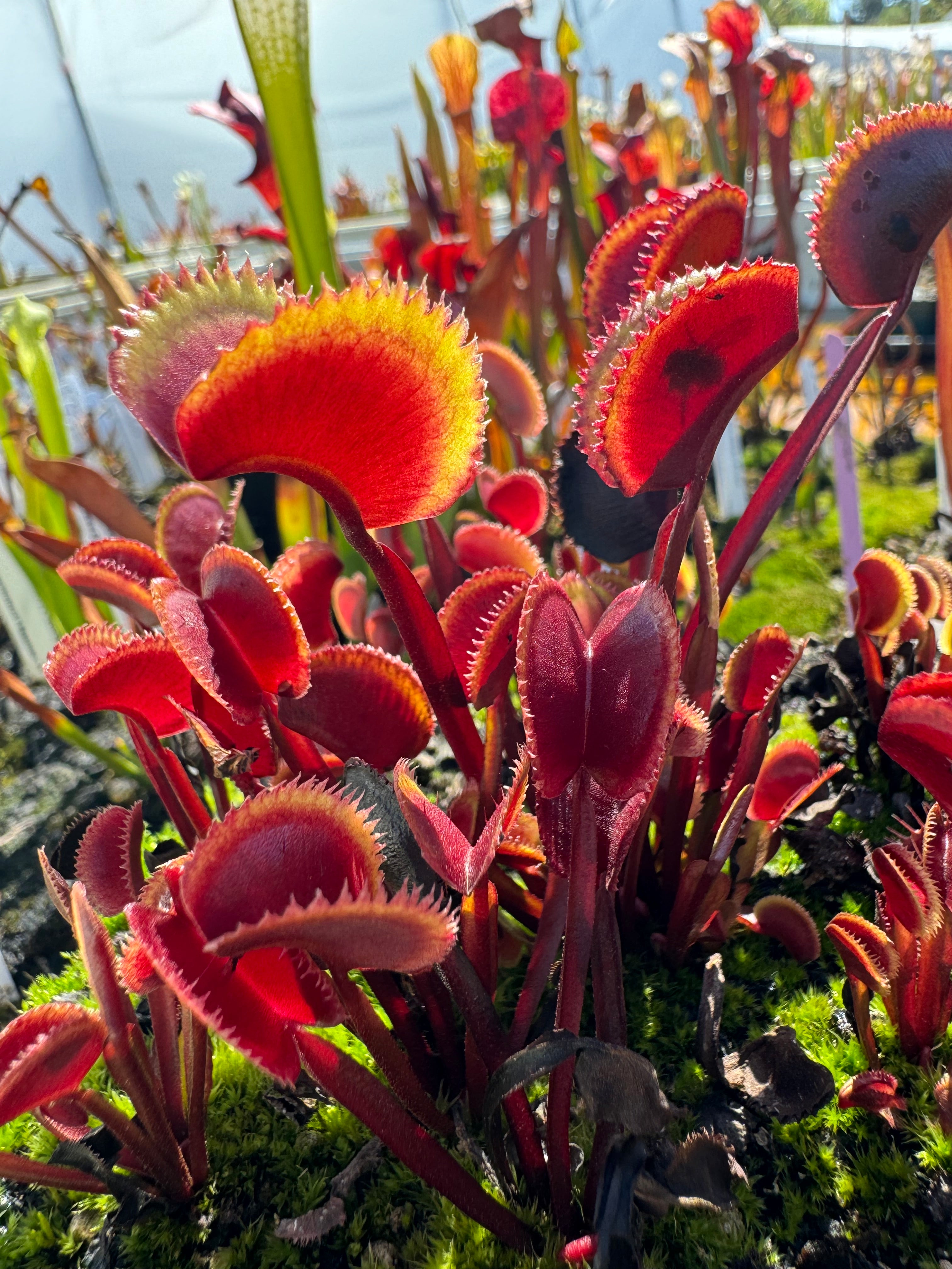 Dionaea m. Red Piranha Venus Flytrap