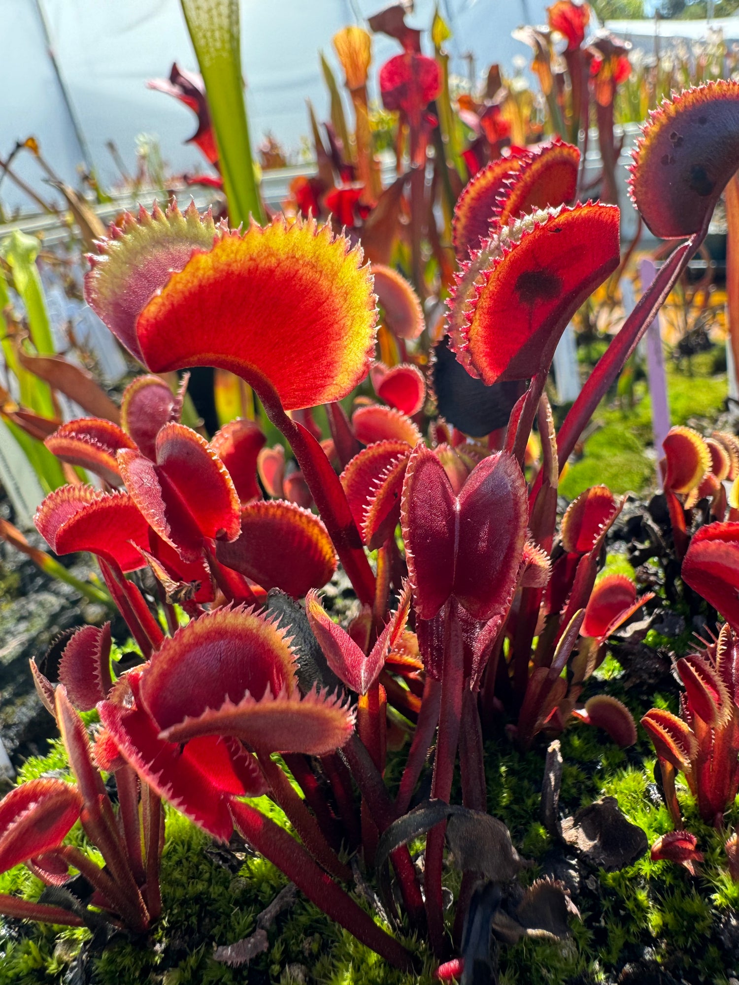 Dionaea m. 'Red Piranha' Potted
