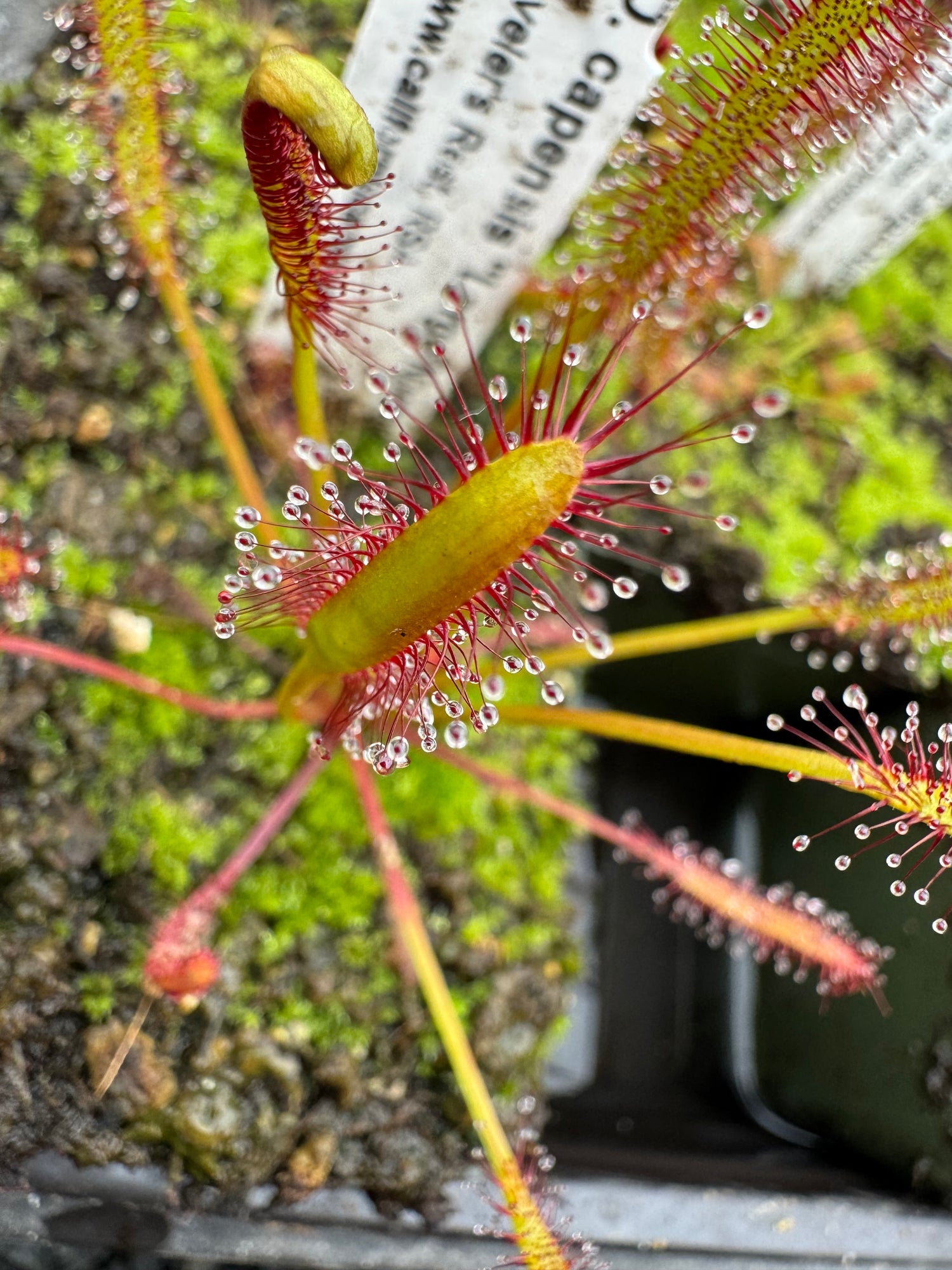 Drosera capensis “Large Narrow Form, Traveler’s Rest, RSA” Potted