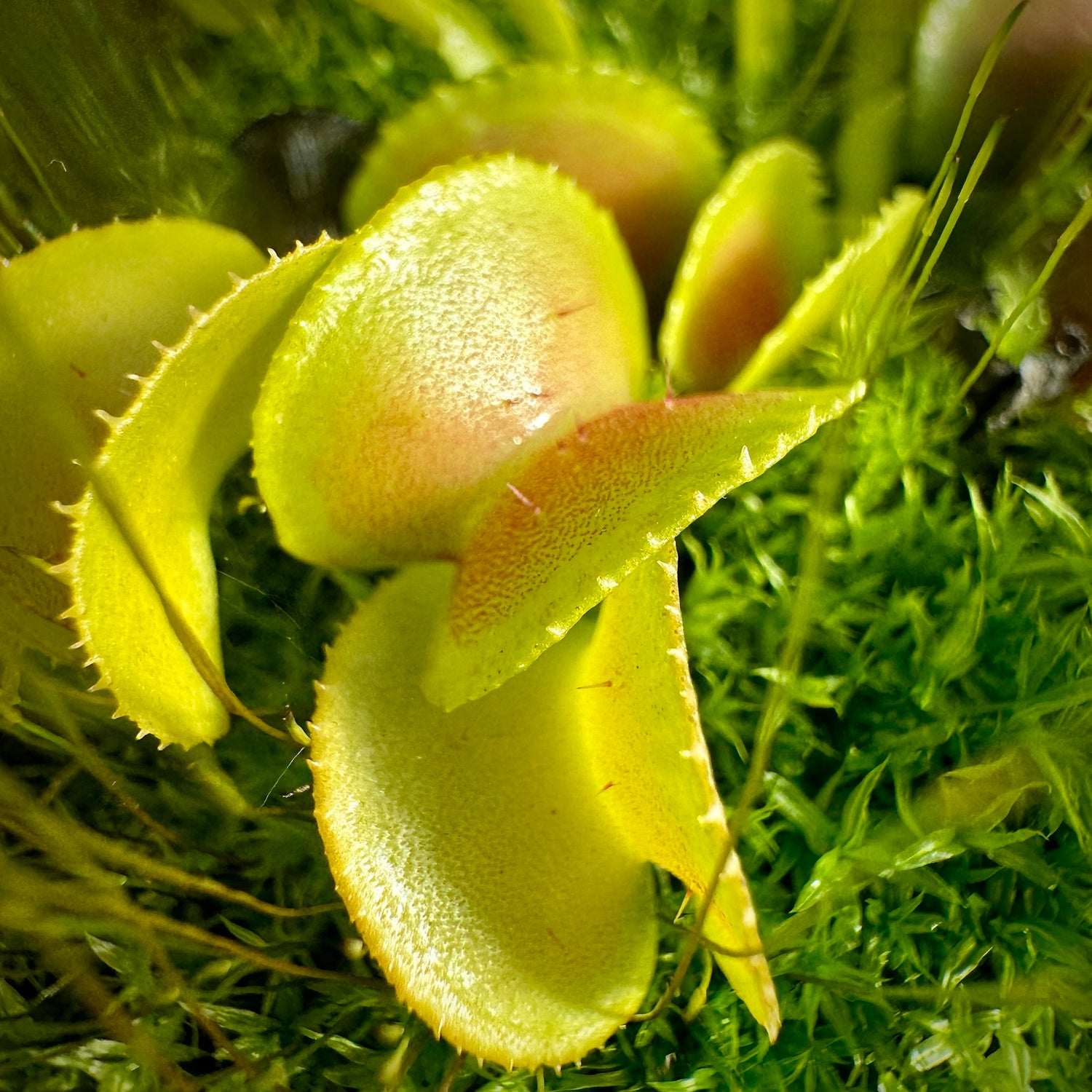 Dionaea m. “Hypatia” Potted