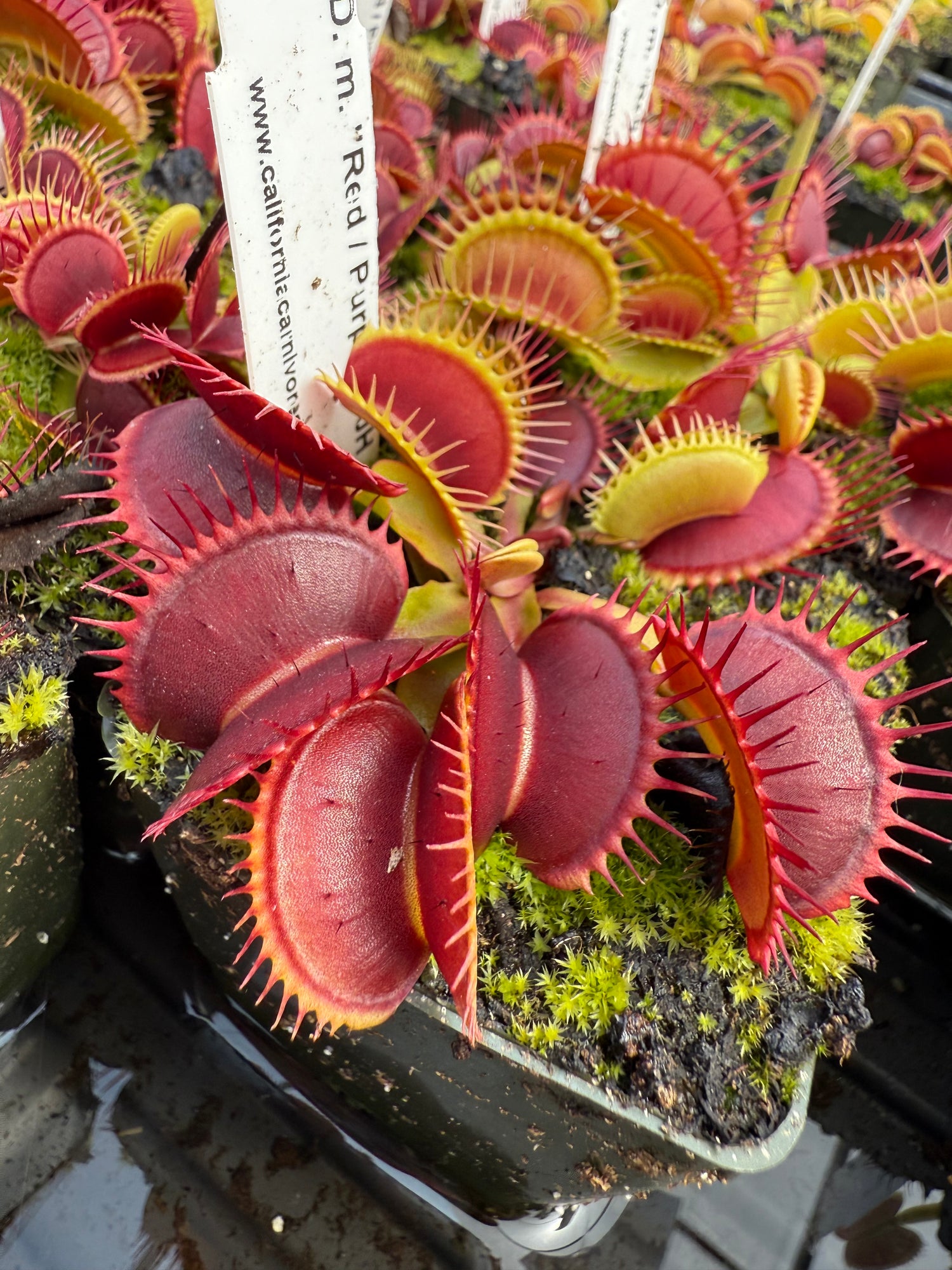 Dionaea m. “Red/Purple” JH Potted