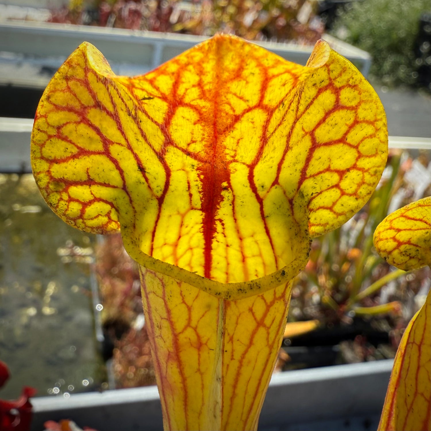 Sarracenia x catesbaei seed-grown Potted