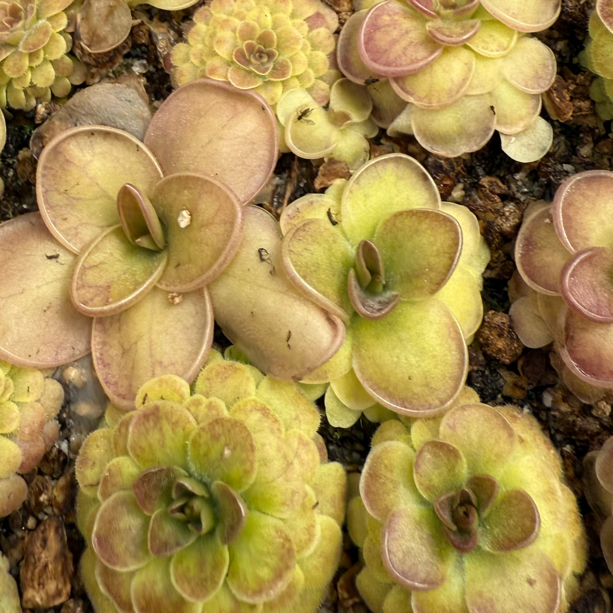 Pinguicula x “Pink Eye” BARE ROOT