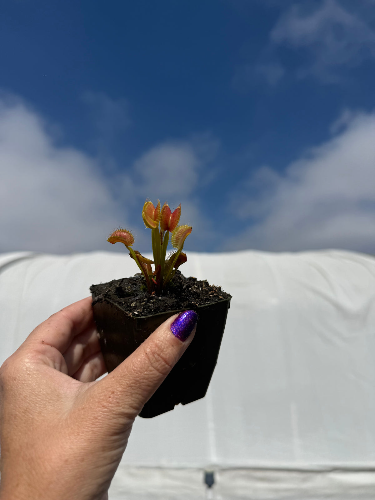 Dionaea m. “Trixie Mattel” Potted