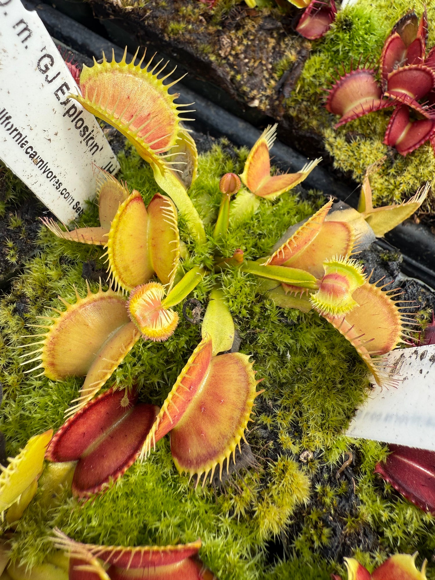 Dionaea m. “GJ Explosion” JH Potted