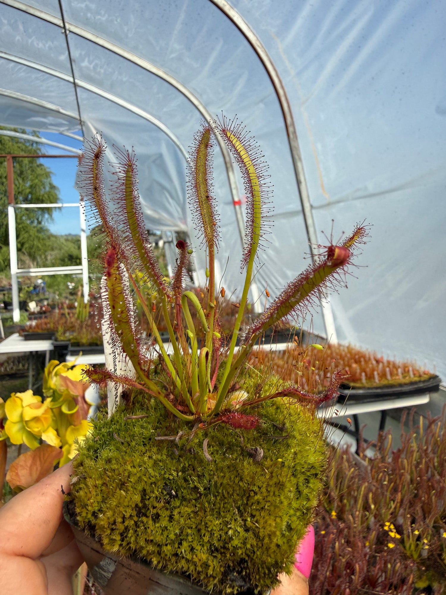Drosera capensis “Valsrivier, RSA” Potted