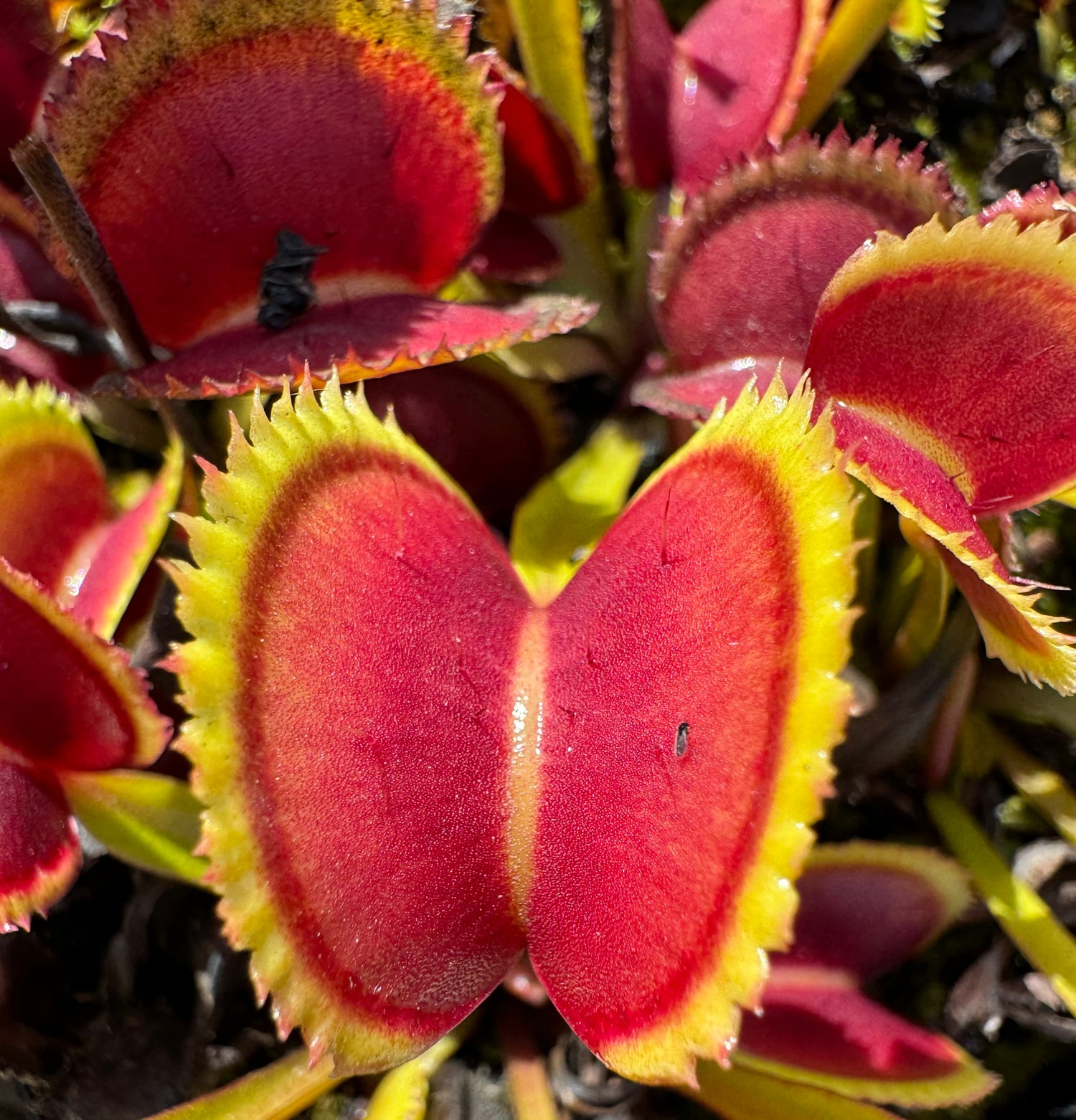 Dionaea m. ‘Martah’s Lips’ JH Potted