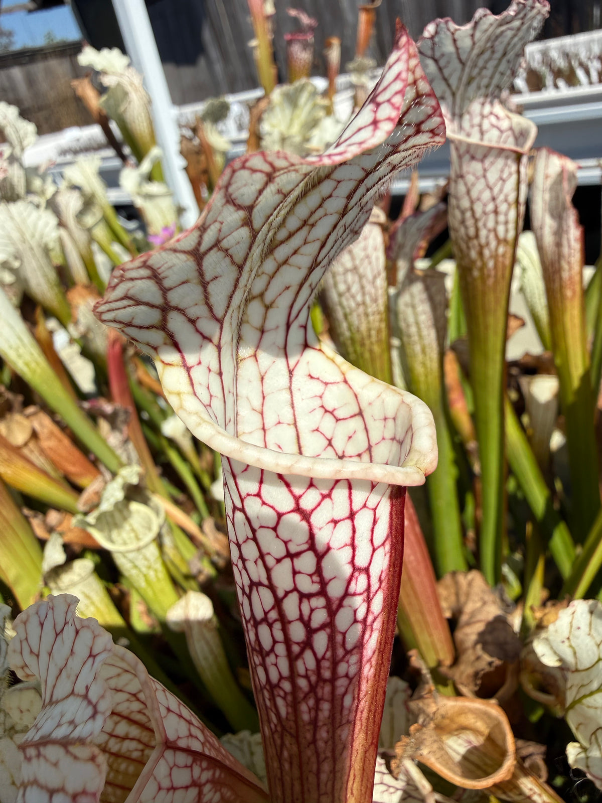 Sarracenia leucophylla var alba seed-grown Potted