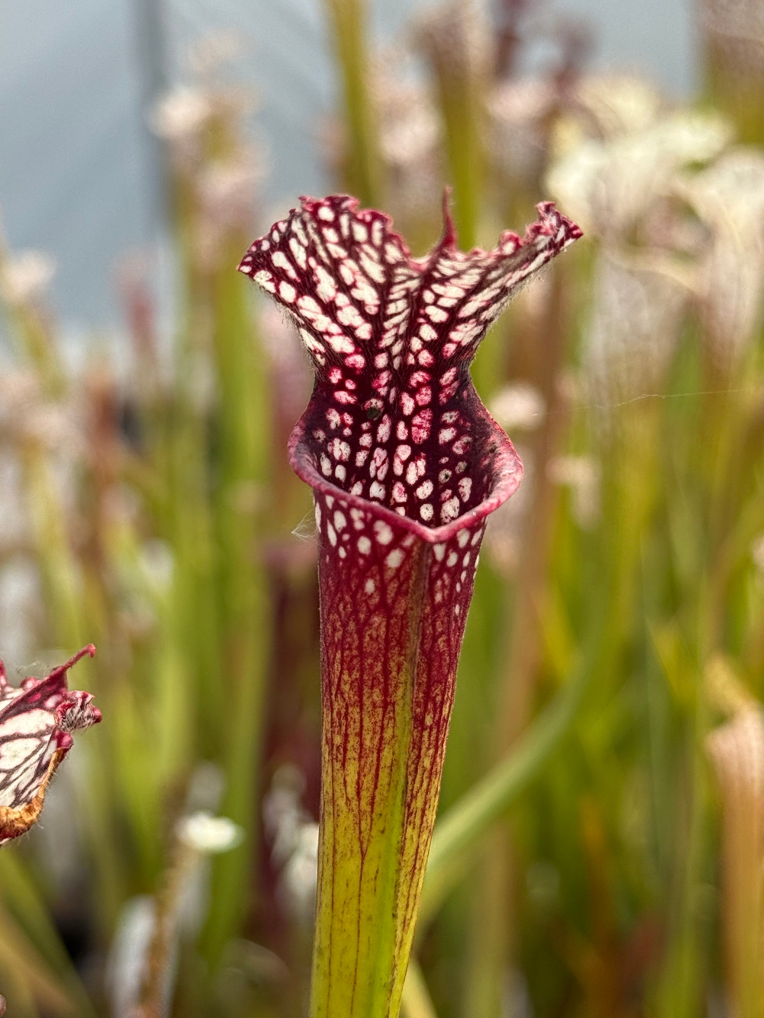 Sarracenia leucophylla "from Bob Hanrahan" DGL24 Potted