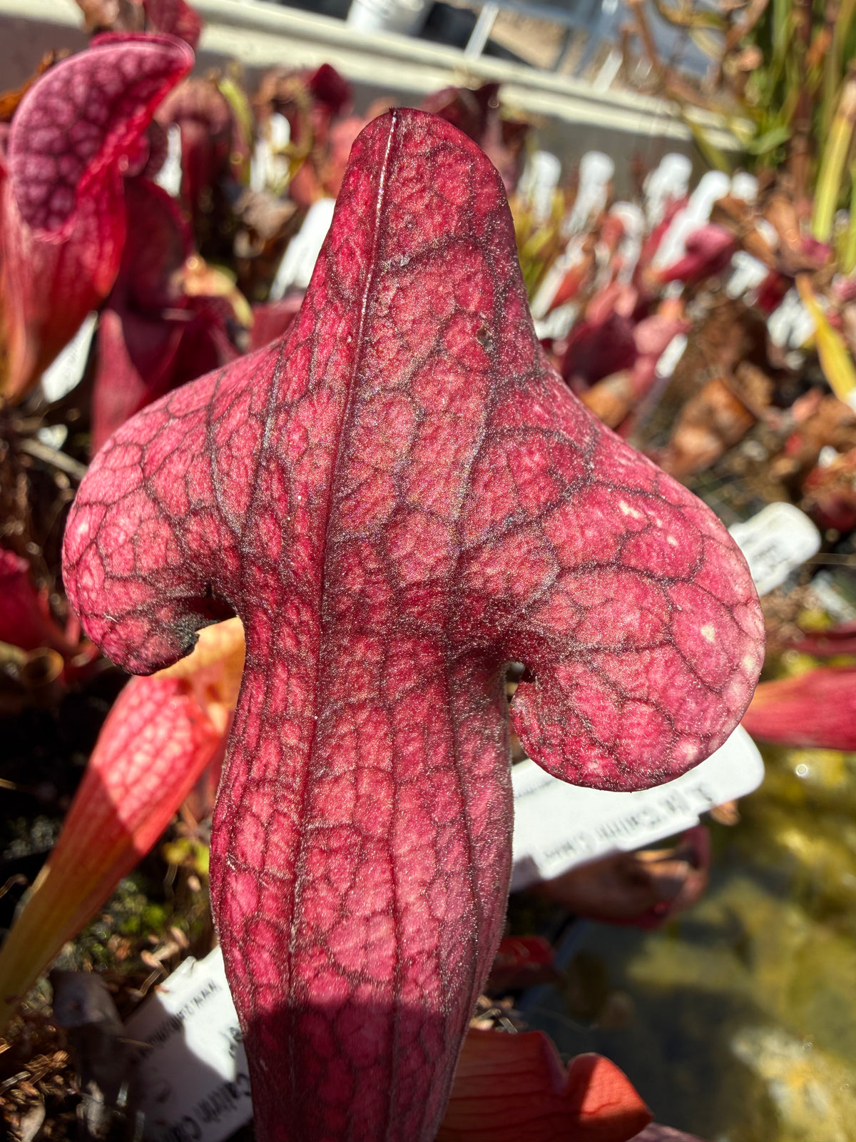 Sarracenia ( x ‘Caitrin Claire’ ) x purpurea ssp. venosa v. burkii ‘Jim Miller’ Potted