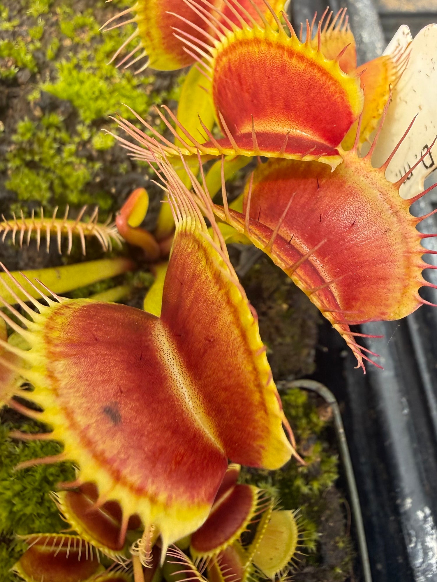 Dionaea m. “Giant Upright Burgundy Traps” JH Potted