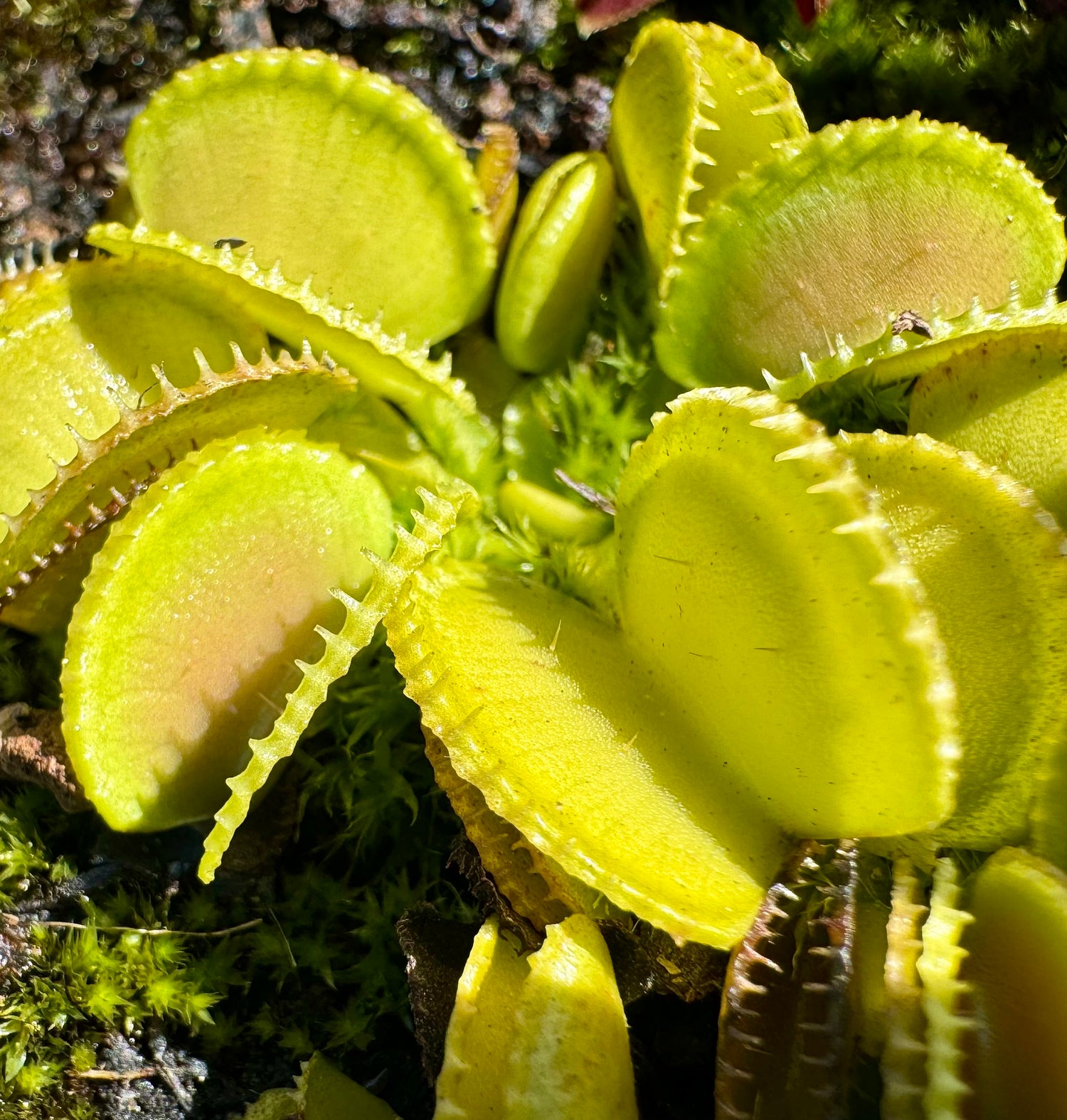 Dionaea m. 'Green Wizard' Potted