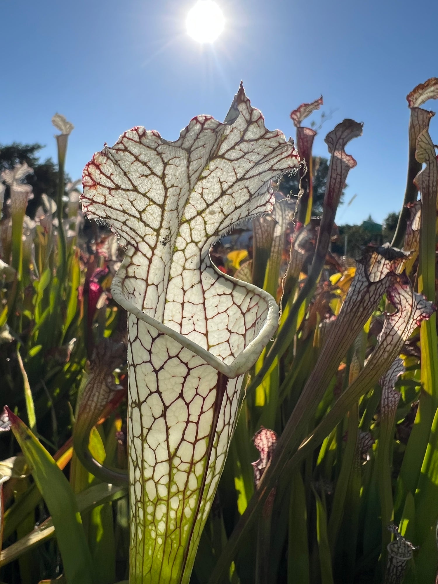 Sarracenia leucophylla Potted