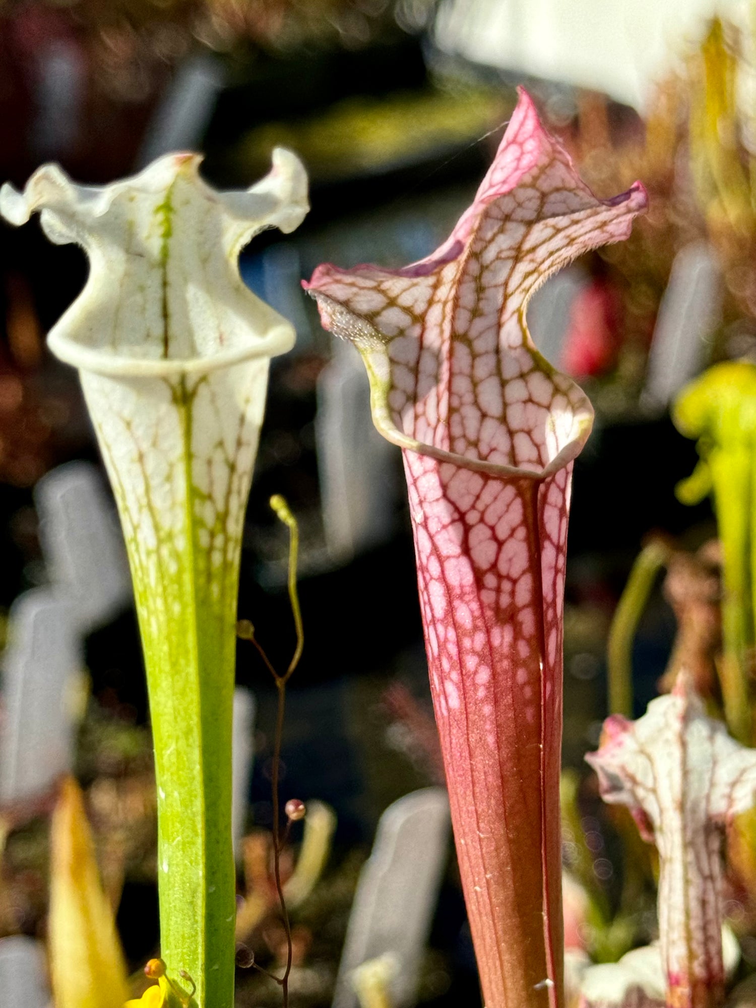 Sarracenia [ ( x readii F2) x leucophylla ‘Schnell’s Ghost’ ] x leucophylla alba yellow F2 Potted