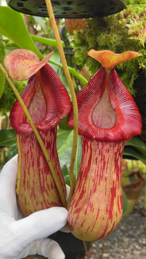 Nepenthes burkei x ( burbidgeae x edwardsiana ) Potted