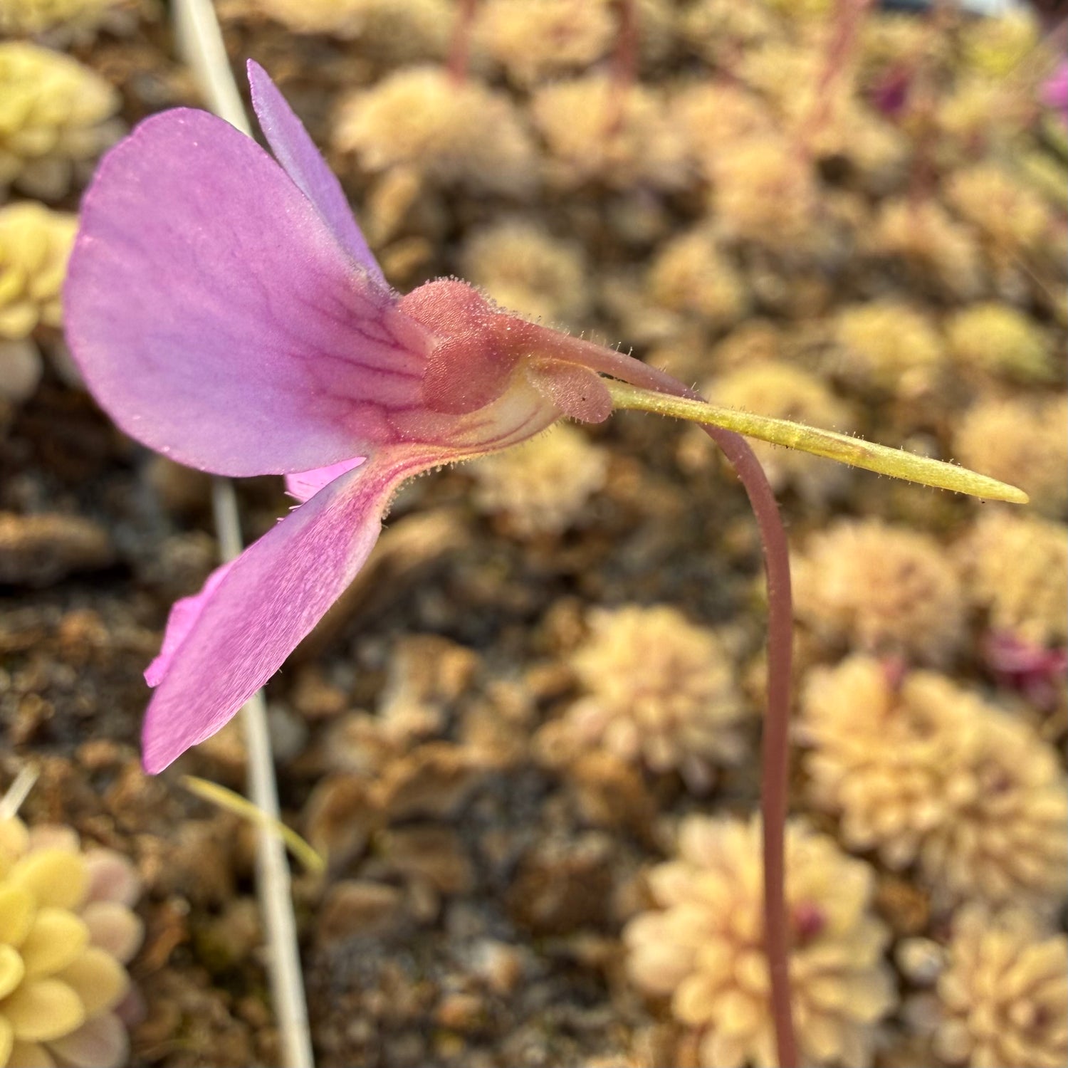 Pinguicula x “Kaiberdo” BARE ROOT