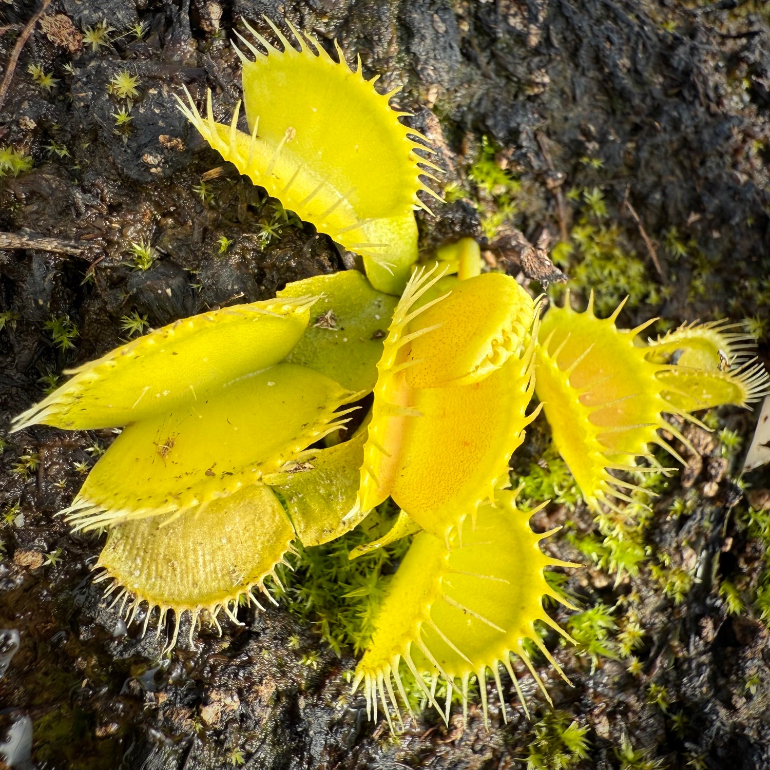 Dionaea m. ‘Rabbit Teeth’ JH Potted