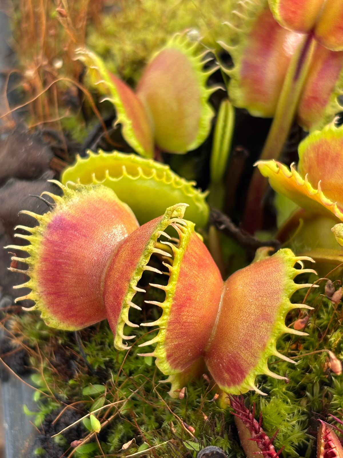 Dionaea m. “Queen of the Damned” Potted