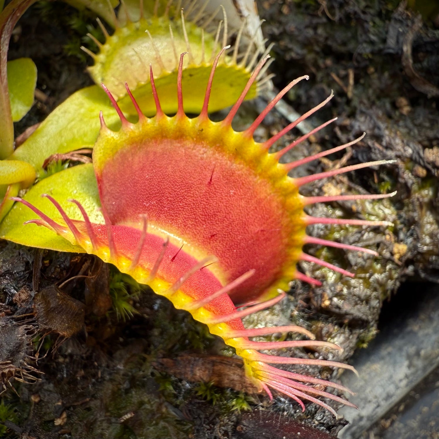 Dionaea m. “B-52 x Big Mouth” JH Potted