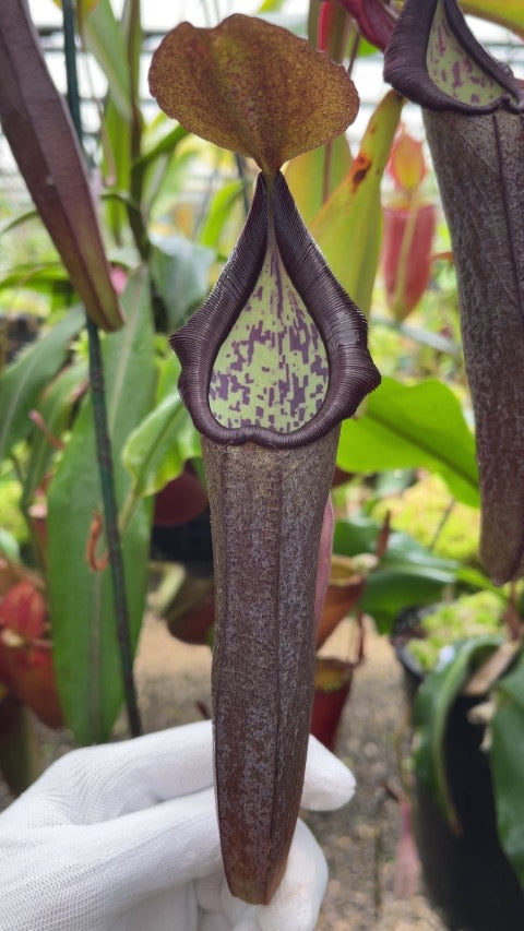 Nepenthes maxima x ramispina Potted