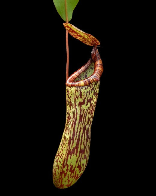Nepenthes vogelii x ventricosa Potted