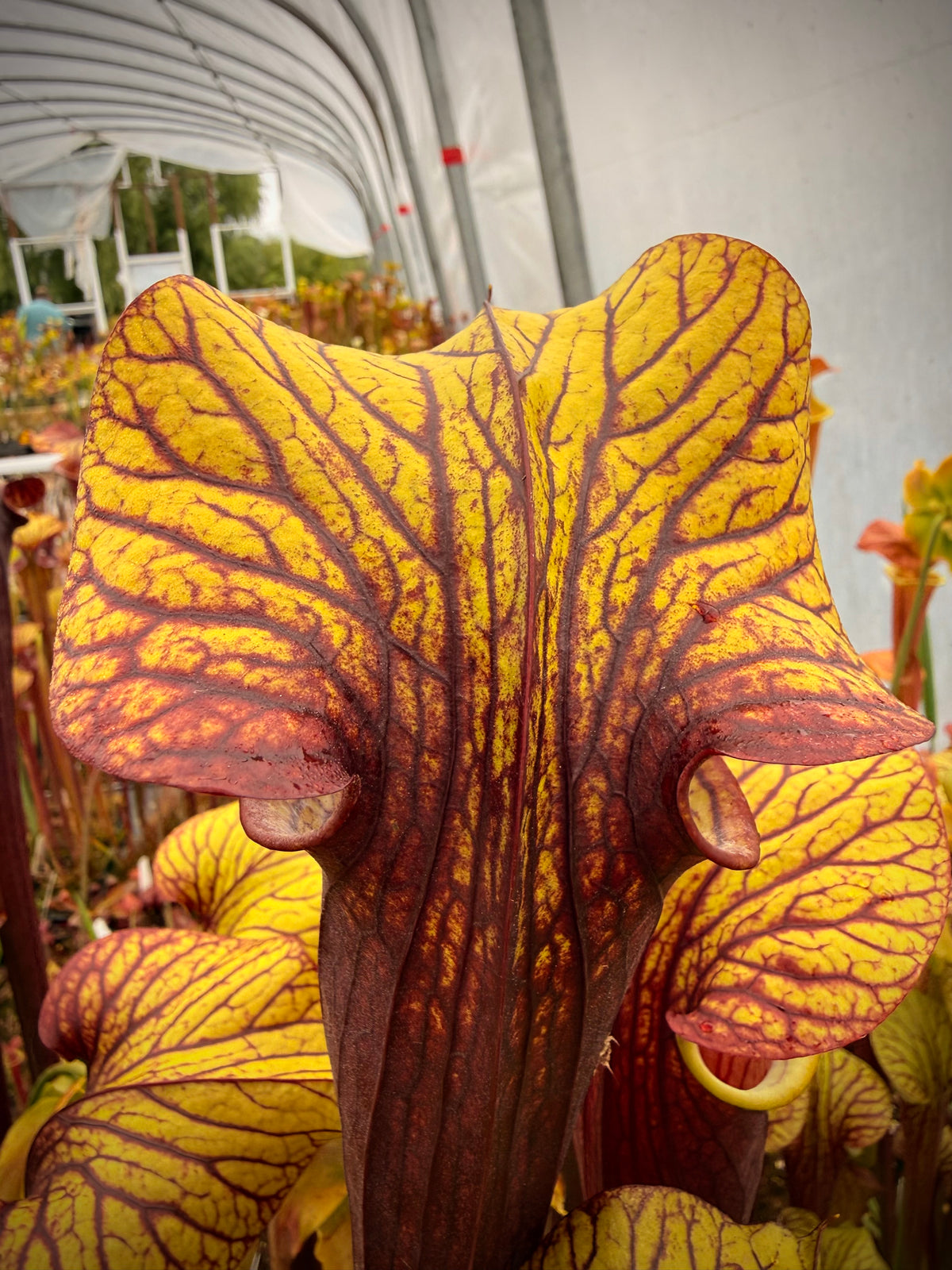 Sarracenia x “Aunt Widow” Potted