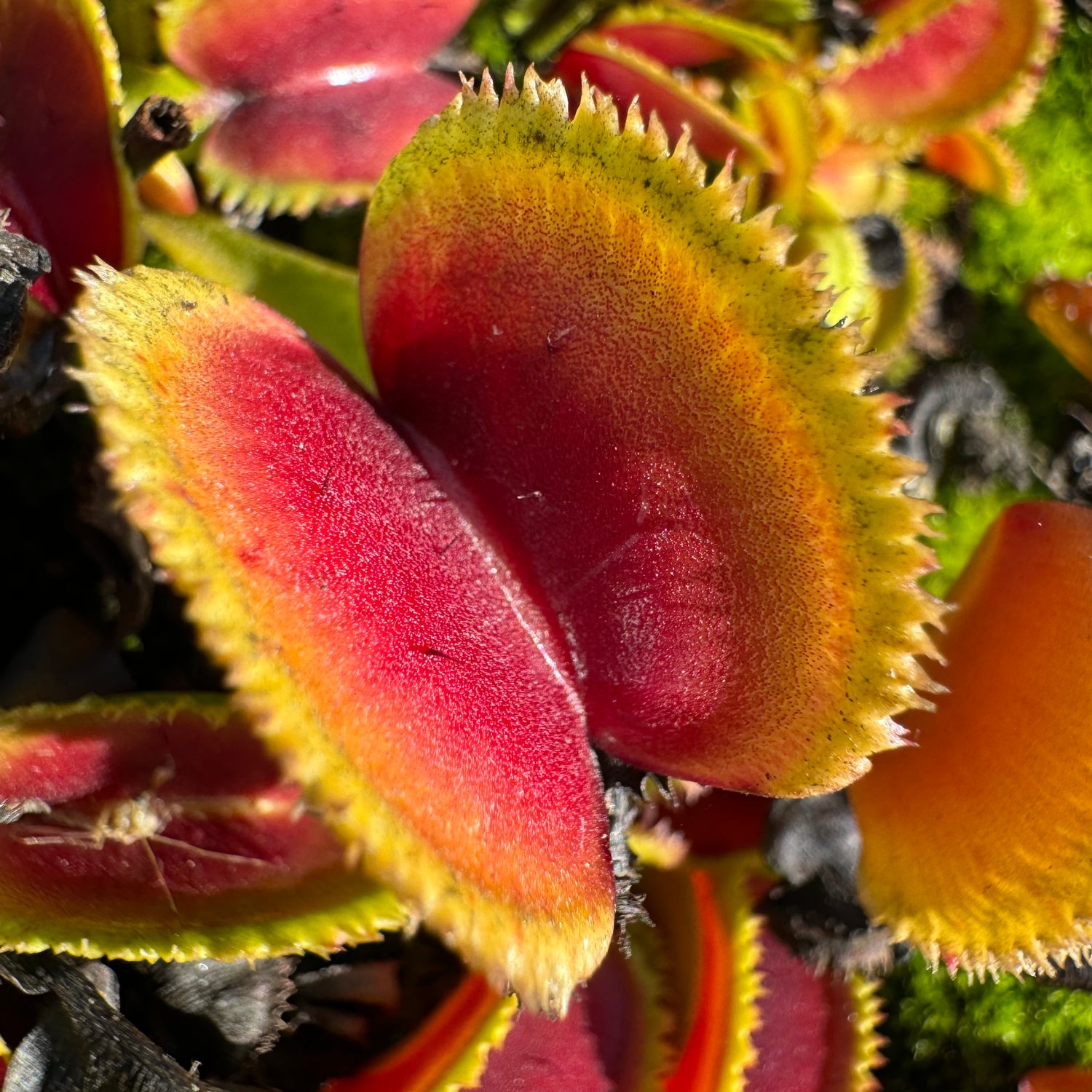 Dionaea m. 'Bristle Tooth' JH Potted