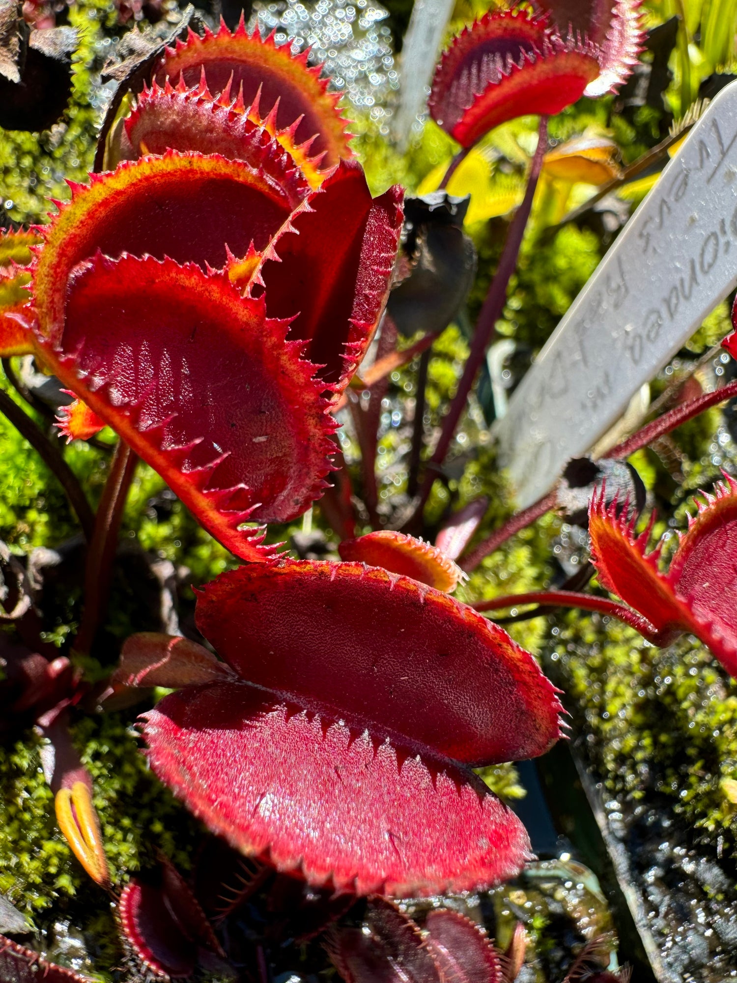Dionaea m. “Trev’s Red Dentate” Potted