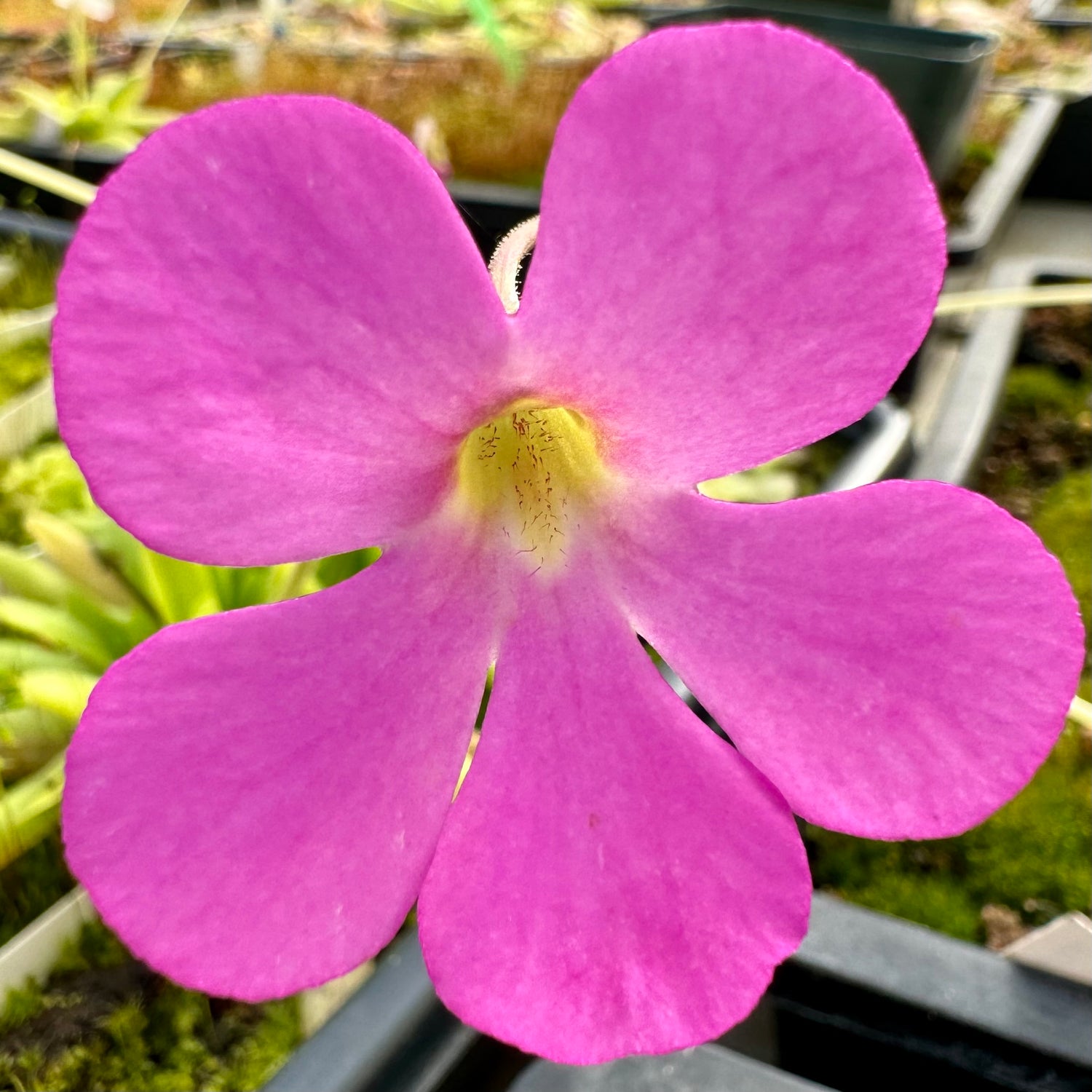 Pinguicula x “Ladyfingers” BARE ROOT