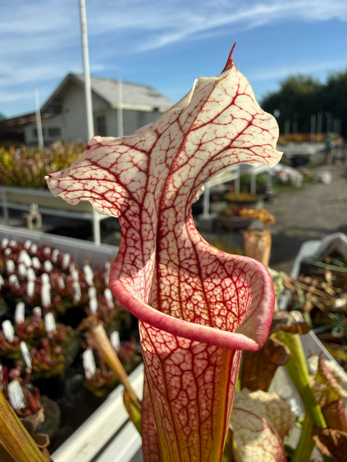 Sarracenia ( x moorei ‘Atlas 5’ ) x ( x moorei ‘A Porais’ ) Potted