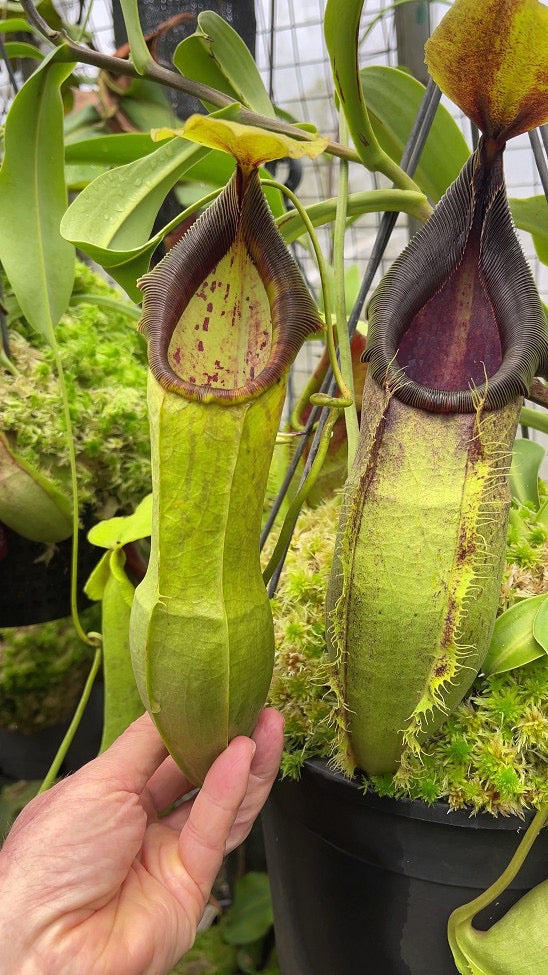 Nepenthes spathulata “Best Clone” Potted
