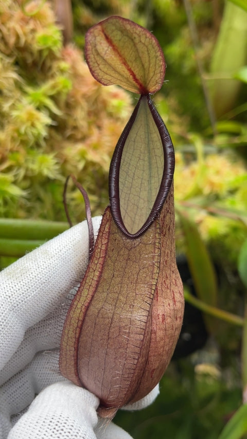 Nepenthes tentaculata “Gng. Tambusisi” Potted