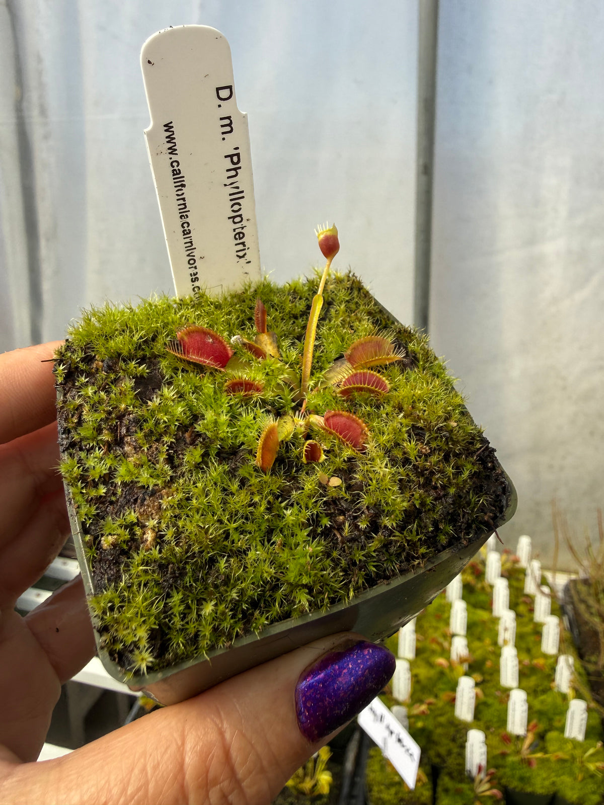 Dionaea m. ‘Phyllopterix’ Potted
