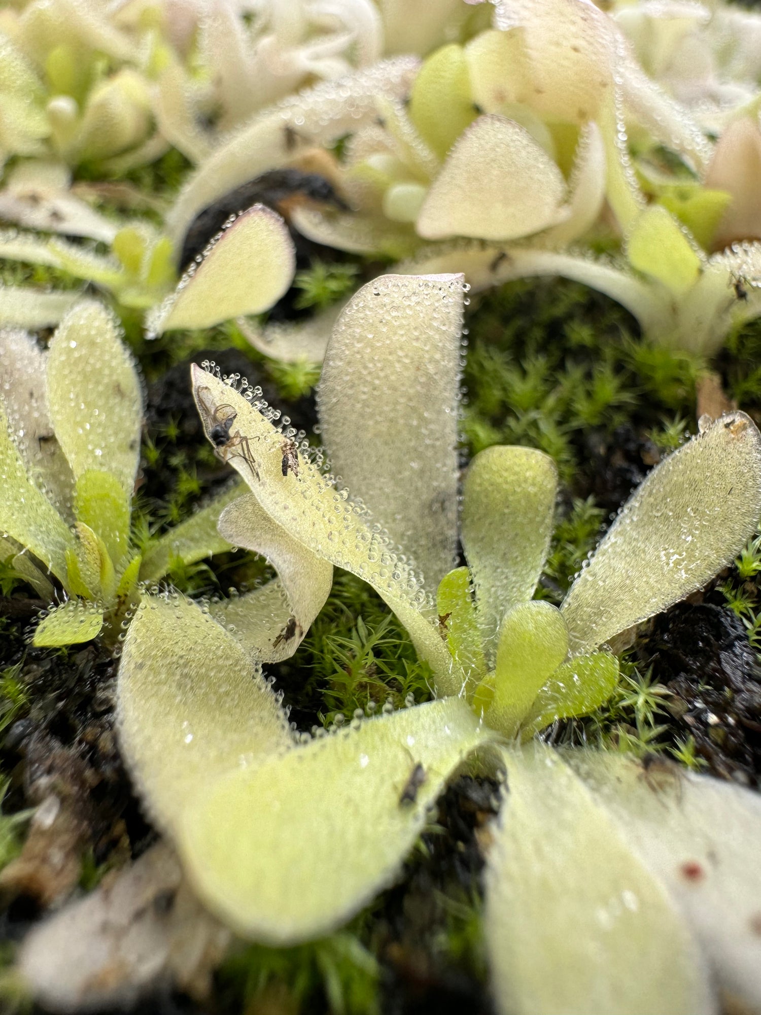 Pinguicula x ”Curly Whirly” BARE ROOT