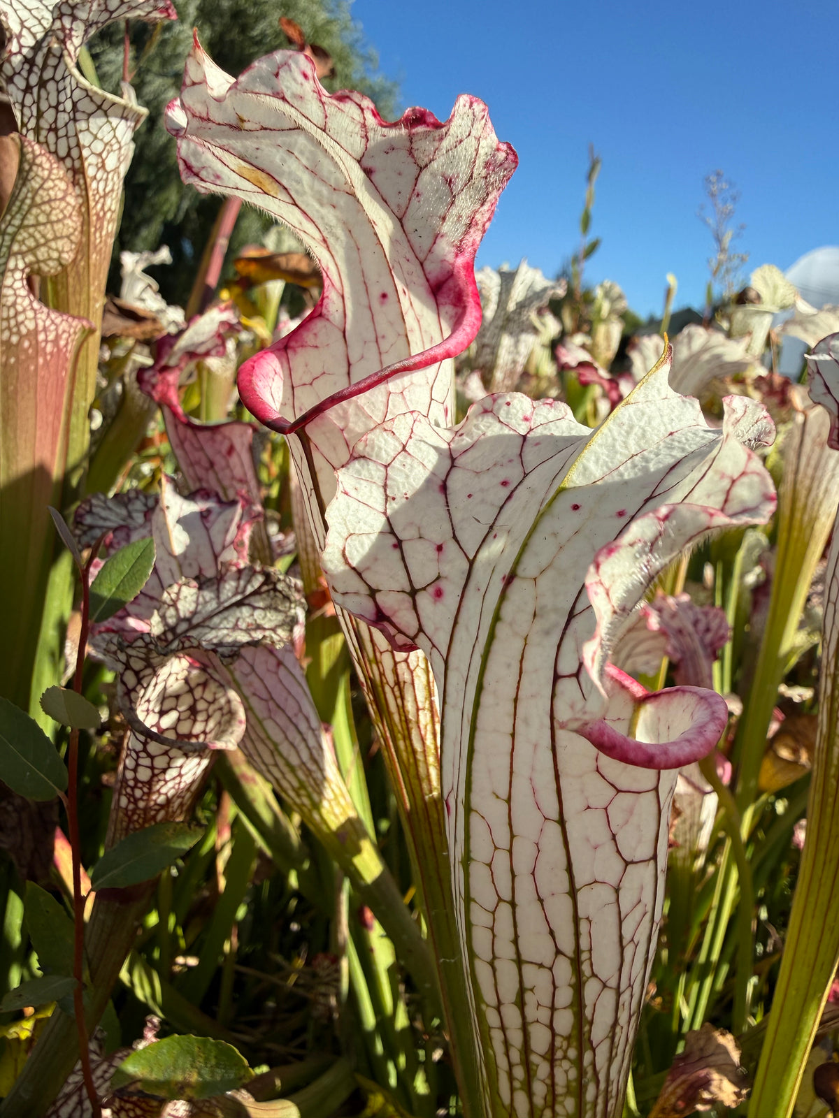Sarracenia leucophylla “Aurora” Potted