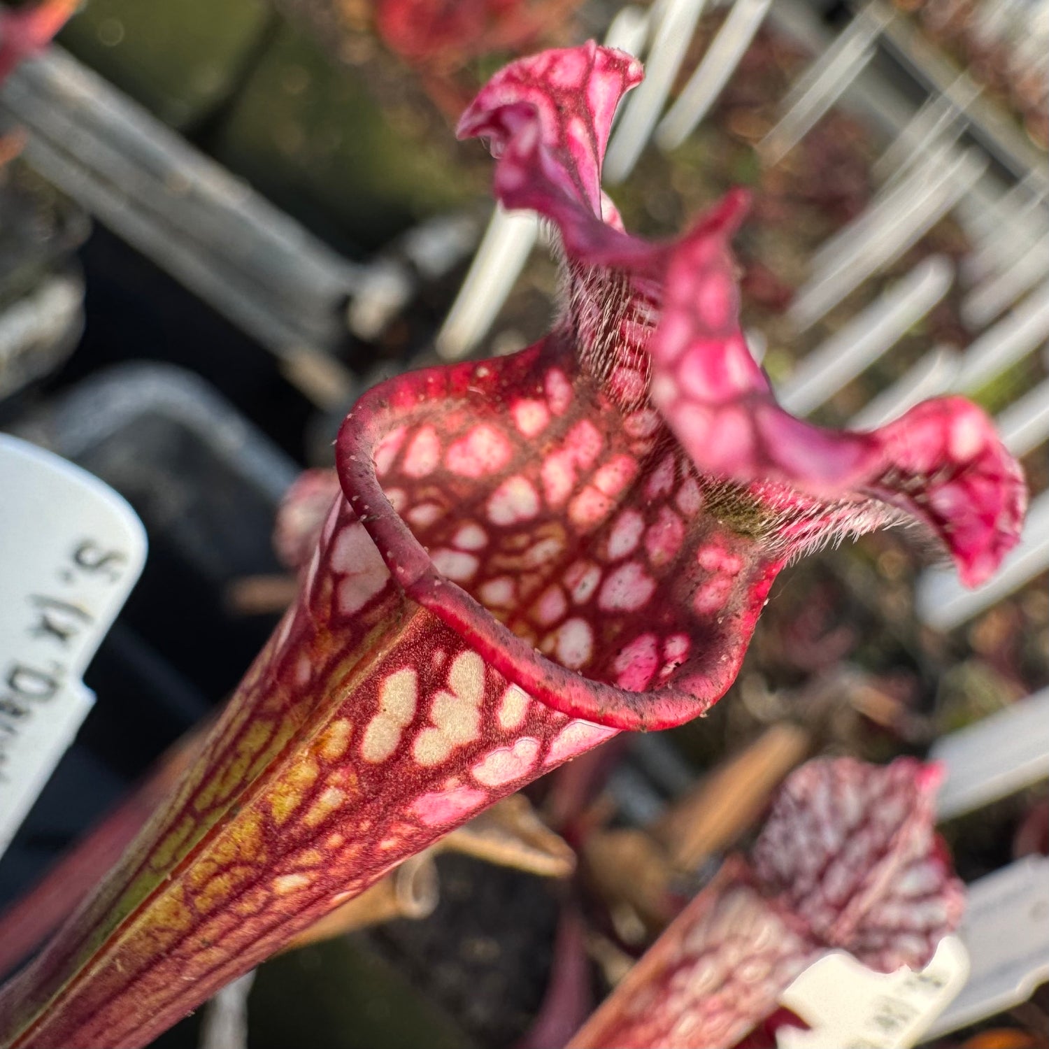 Sarracenia ( x ‘Dana’s Delight’ ) x ( x ‘Camisole’ ) Potted