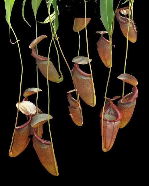 Nepenthes singalana x tenuis Potted