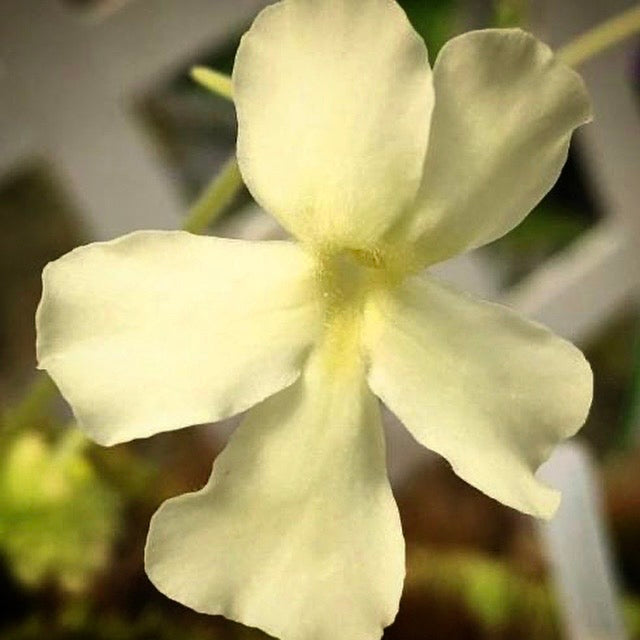 Pinguicula "BCP Golden Eye" BARE ROOT