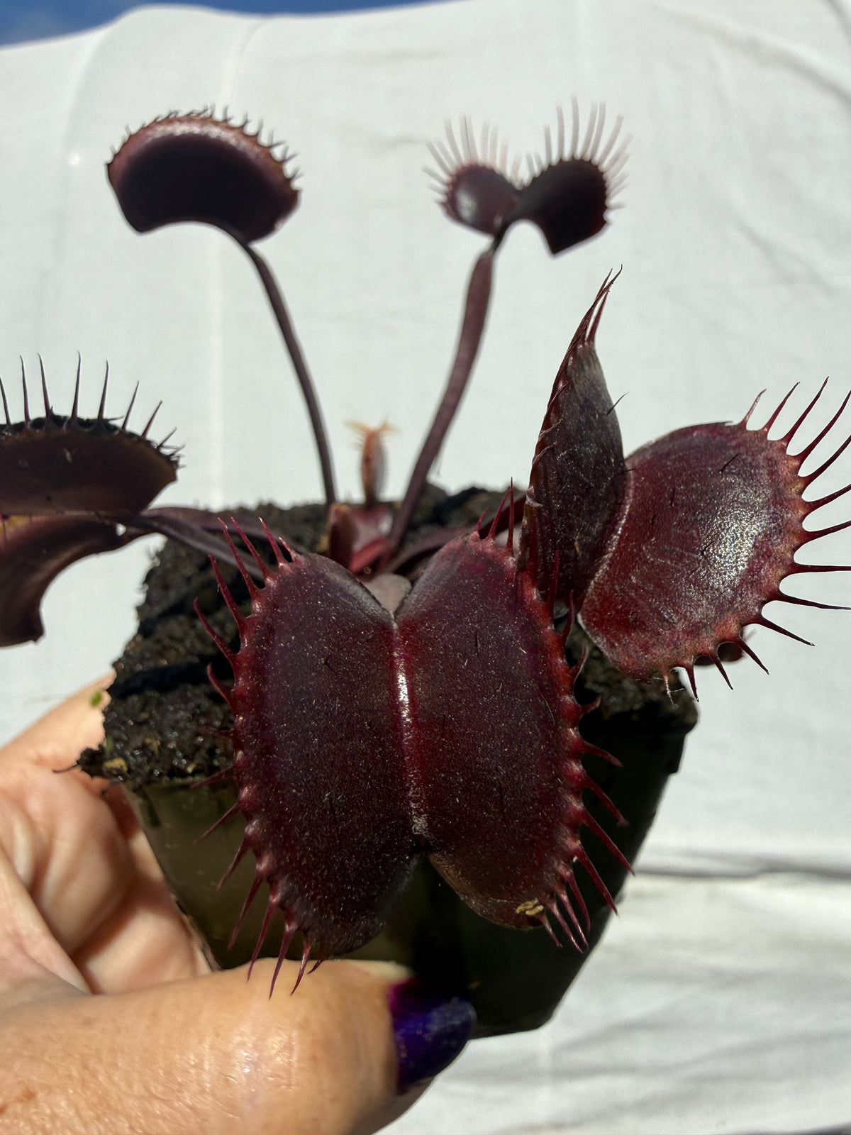Dionaea m. “Vecna” Potted