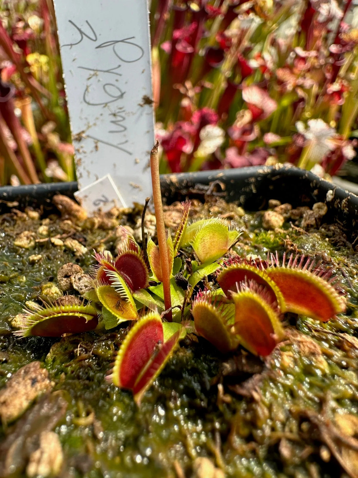 Dionaea m. “Pygmy 2” JH Potted