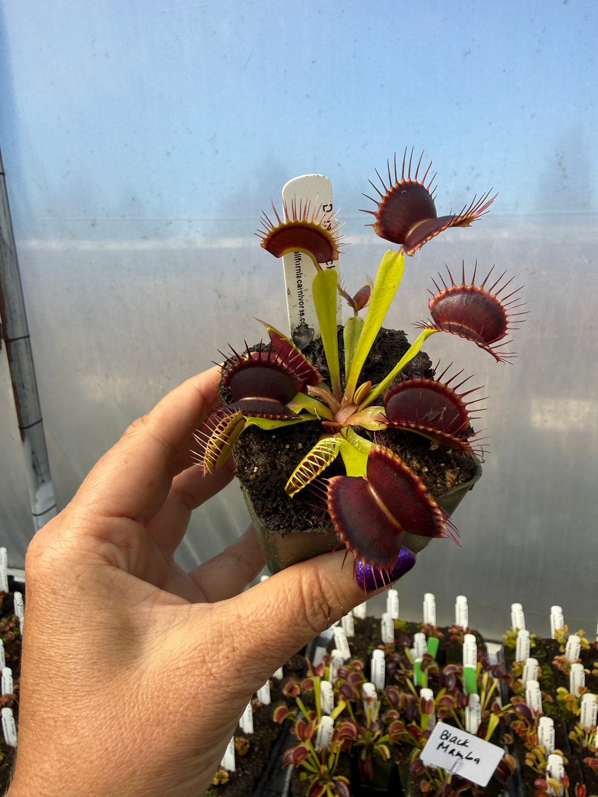 Dionaea m. “Black Mamba” Potted
